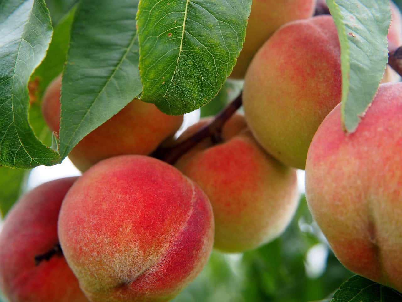 peaches hanging from a tree