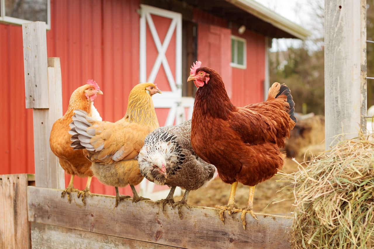 The first thing you Should do on your New Homestead