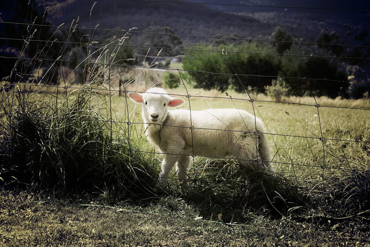 9 Affordable ways to Grow your Homestead