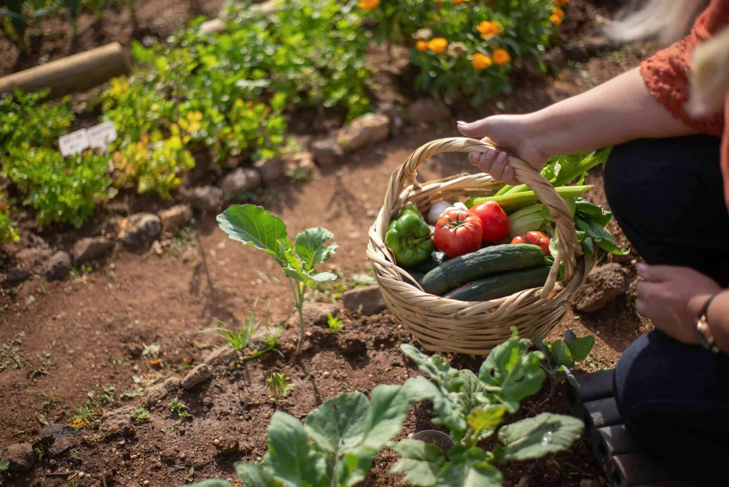 What You should Grow in your Garden to save Money