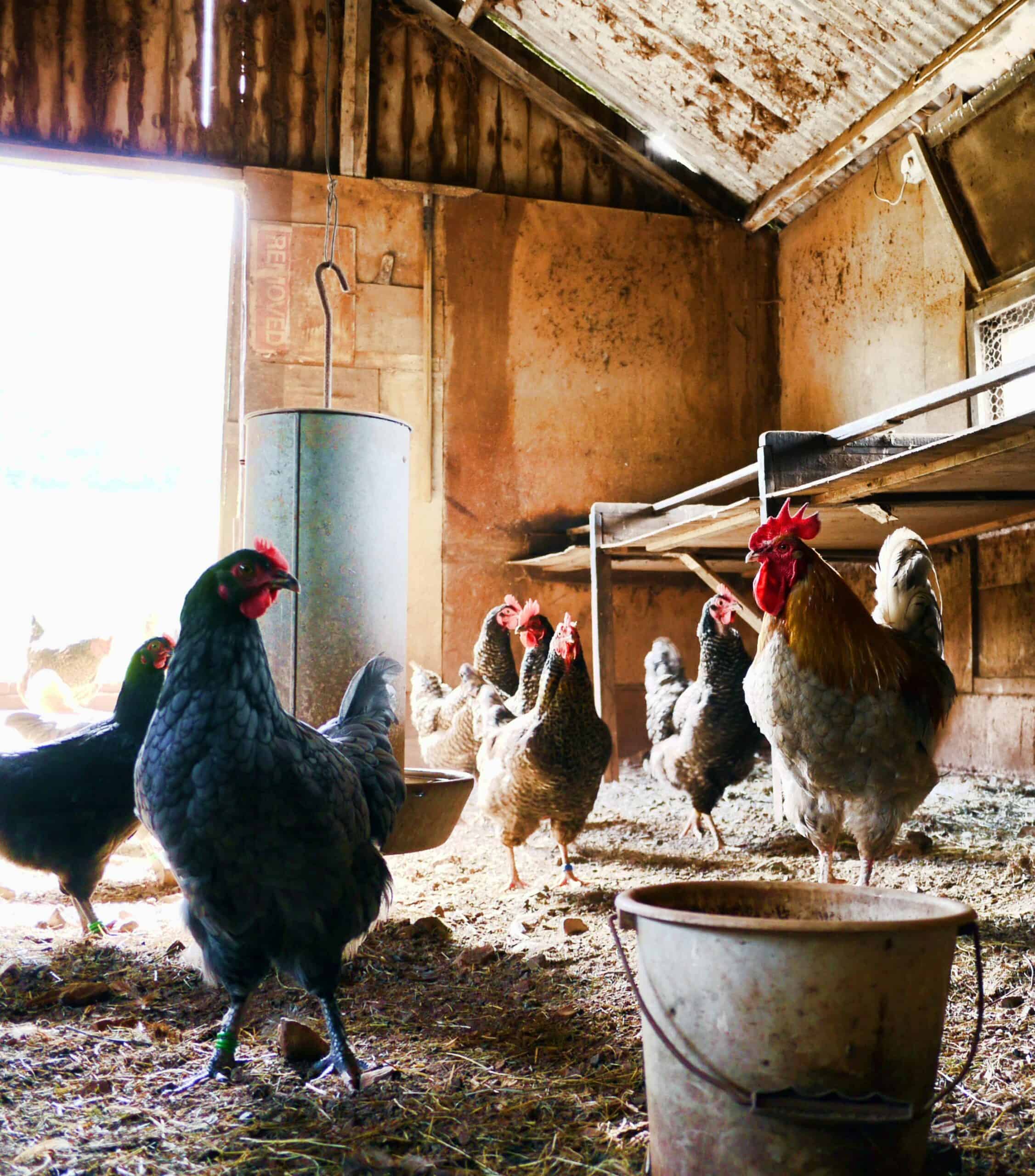 How Many Chickens do I need?