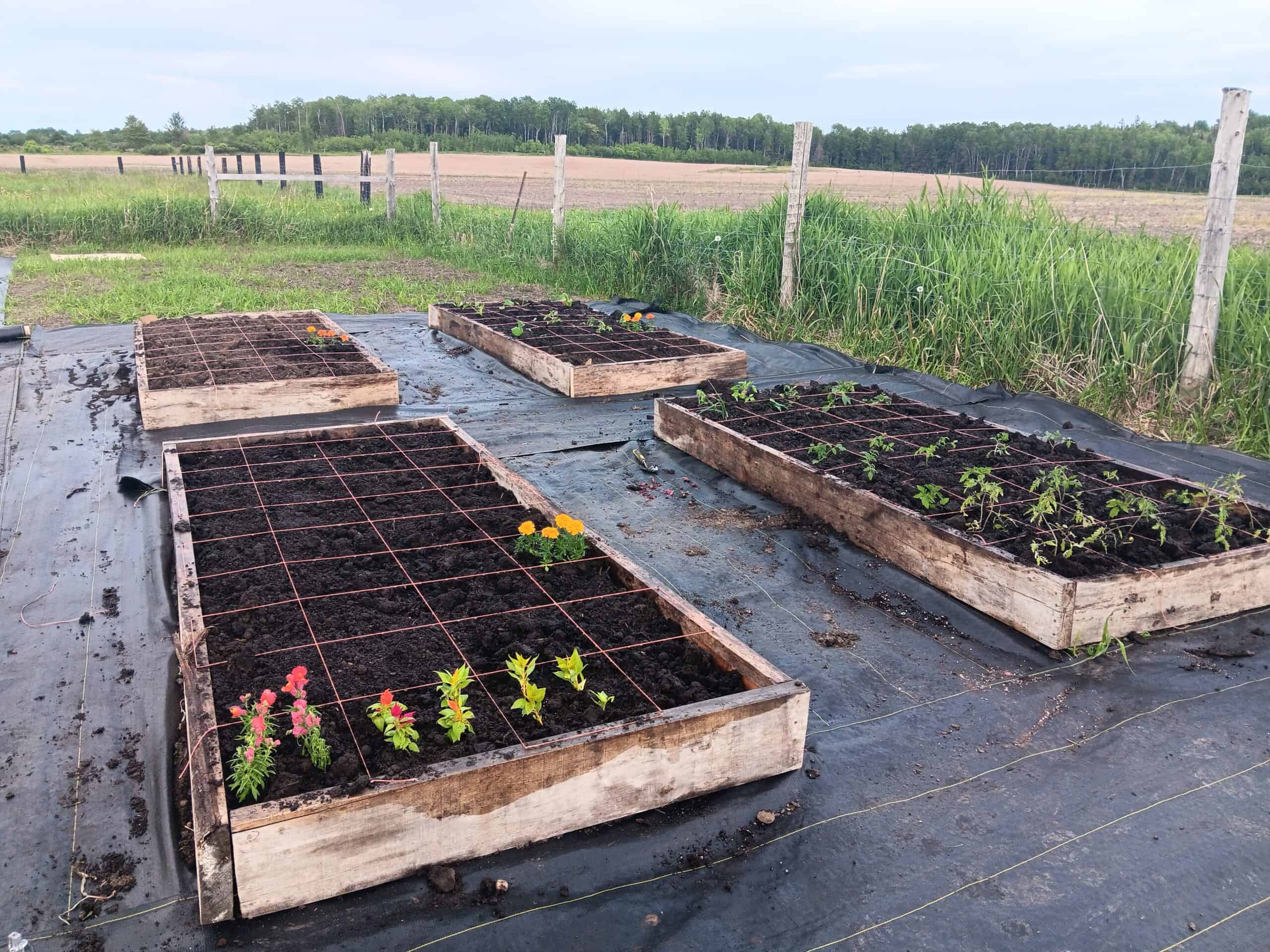 How to Get Started with Square Foot Gardening