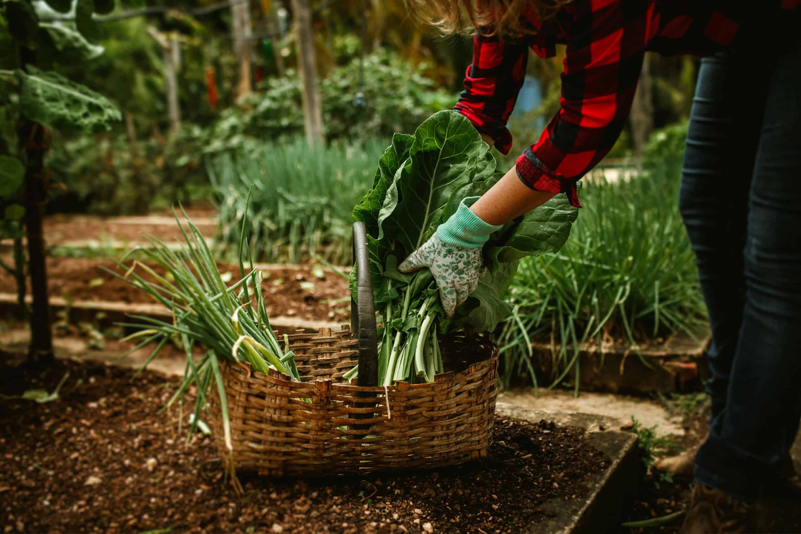 A Practical Week-by-Week Garden Plan that Doubles your Harvest
