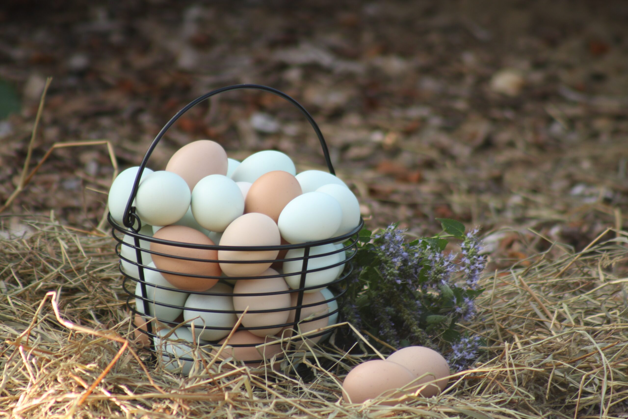 How to Start Homesteading (Even If You Have No Land, No Experience, and No Idea Where to Begin)