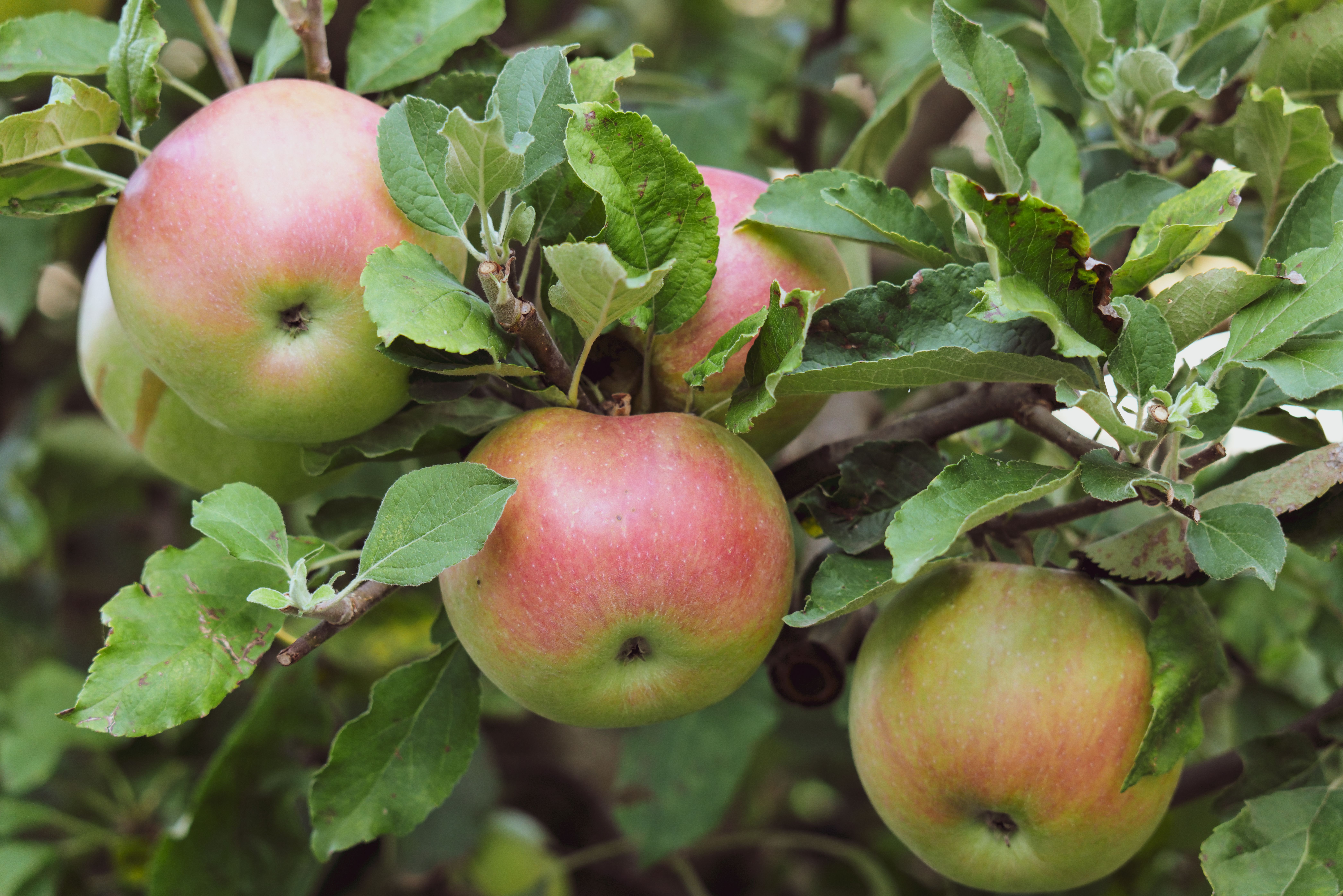 Before You Toss Those Bruised Apples, Try These 17 Smart Ideas