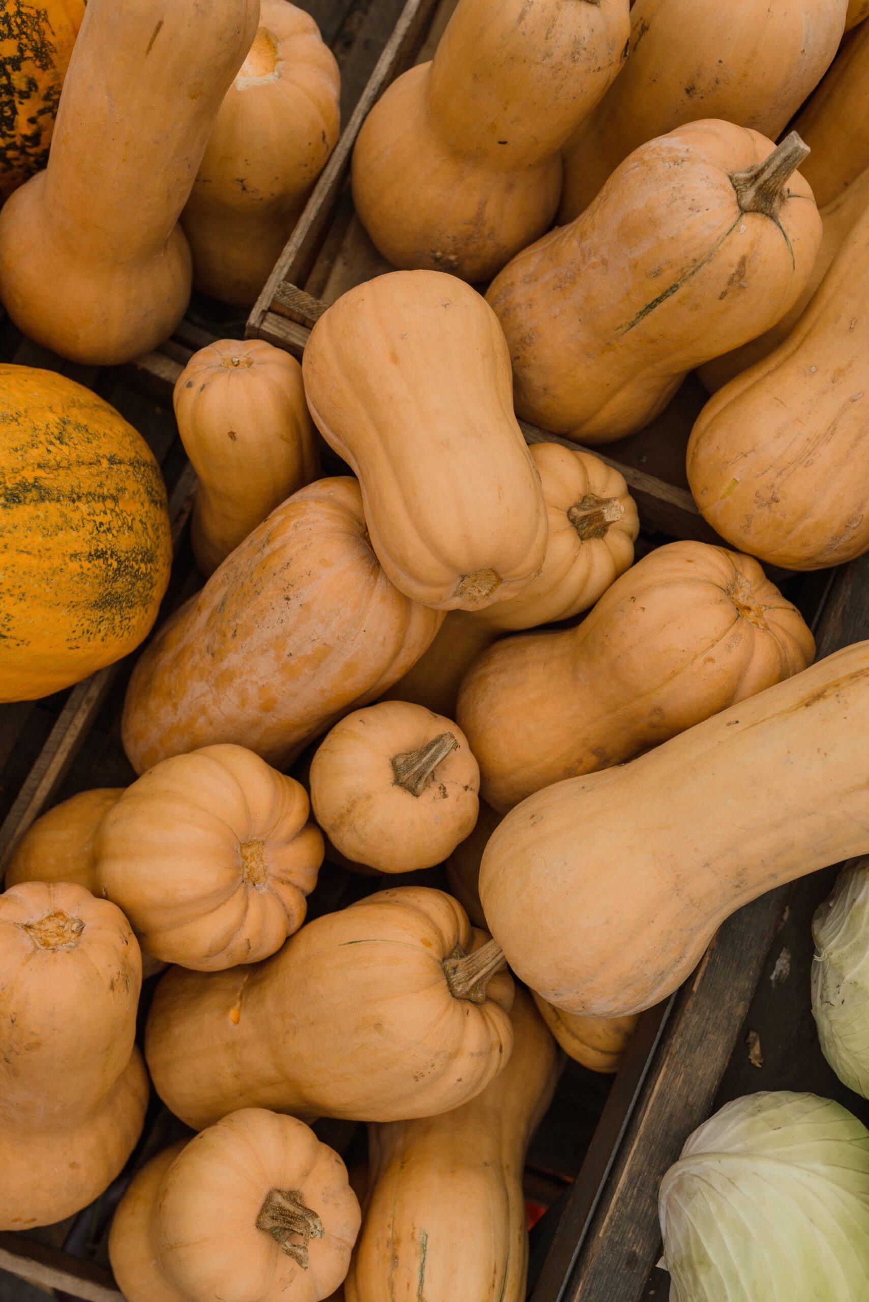 What To Do When You Have Too Many Butternut Squash